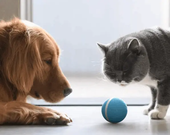 Peppy Pet Ball, customer Sophia L.  ~ California, USA