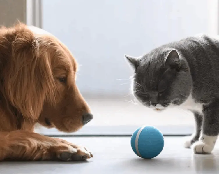 Peppy Pet Ball