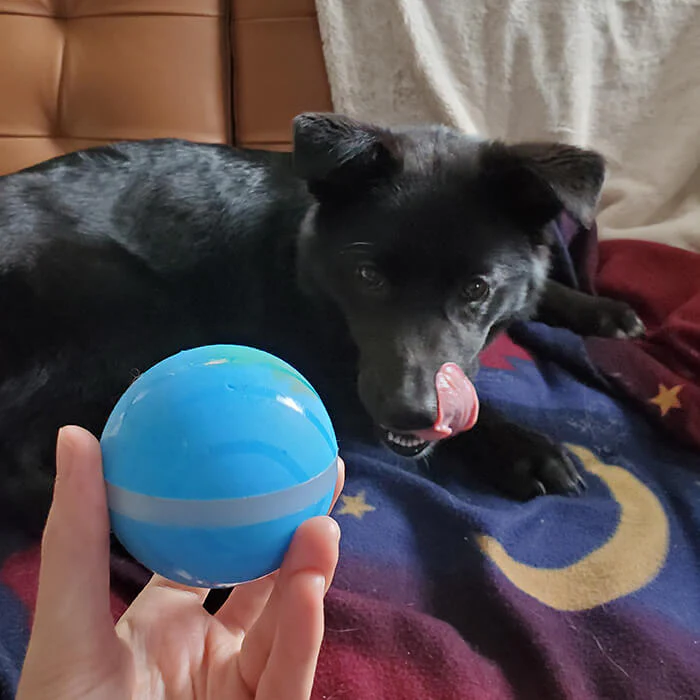 Peppy Pet Ball, customer Jake M.  ~ Florida, USA