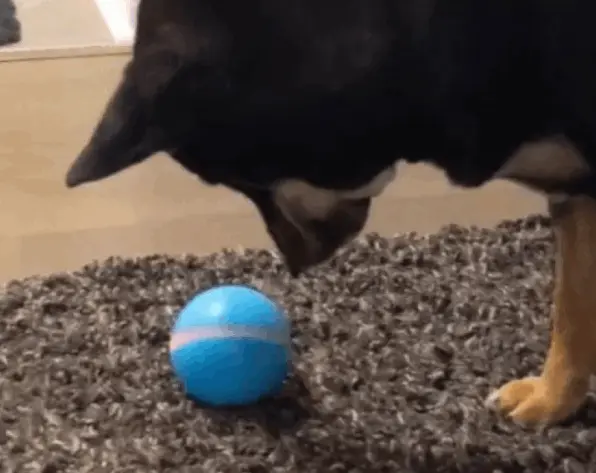 Peppy Pet Ball customer Rachel K.  ~ Colorado, USA